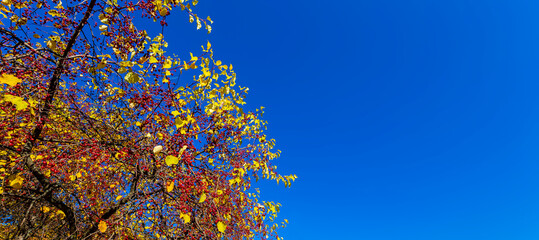 Branches of an apple tree with red small apples on a sunny autumn day