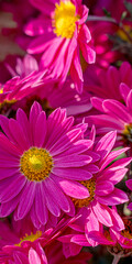 Obraz premium Beautiful chrysanthemum as background picture. Chrysanthemum wallpaper, chrysanthemums in autumn. Vertical format.