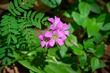 Pink-sorrel flowers on garden (Oxalis articulata)