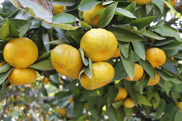 fresh mandarin on tree branch in orchard