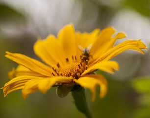 Flowering Tithonia diversifolia aka tree marigold, natural macro floral background