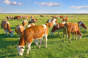 Fototapeta na wymiar Cows grazing on pasture, landscape