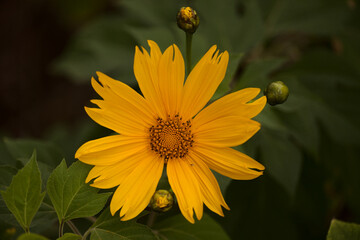 Flowering Tithonia diversifolia aka tree marigold, natural macro floral background