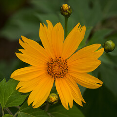 Flowering Tithonia diversifolia aka tree marigold, natural macro floral background