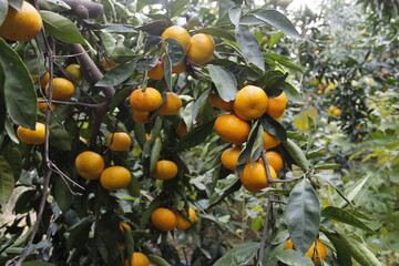 yellow and fresh mandarin on branch in garden