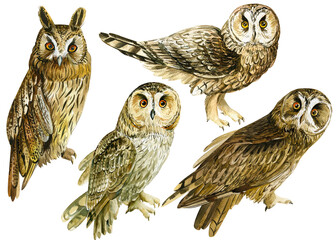 Set owl, birds on an isolated white background, watercolor drawing.