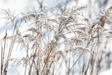 Dry grass in the snow in winter.