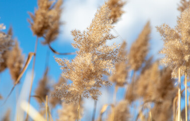 Reed on a background of blue sky.