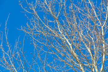 Bare branches on a tree against a blue sky.