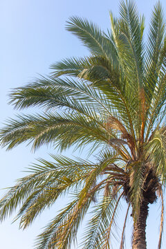 Palm trees against the sky. © schankz
