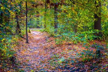 autumn forest background