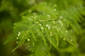 Flora of Gran Canaria -  Asparagus setaceus, commonly known as common asparagus fern, 
graden escape on Canary Islands, natural macro floral background