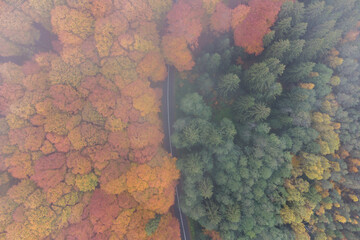 Aerial view of the mountain road in a beautiful pine and deciduous forest