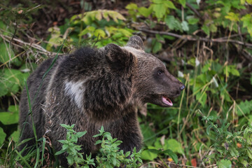 Fototapeta premium Wild Brown Bear in the Transylvanian forests, Romania