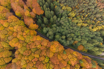 Aerial view of the mountain road in a beautiful pine and deciduous forest