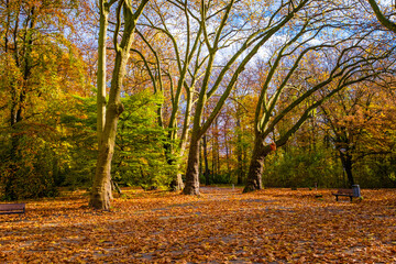 autumn trees in the park