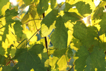 green grape leaves in sunbeams close-up. warm days in the garden