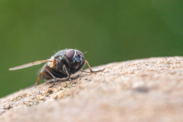 Fly on a stone