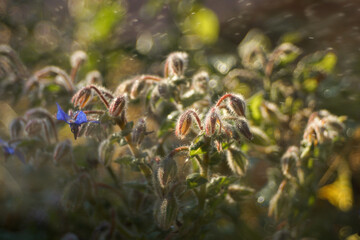 Blooming borage sprinkled with water in nice light, shimmering water droplets, plant, flowers, blossom, health, herbs, spice, bokeh, decoration, summer, water drops,