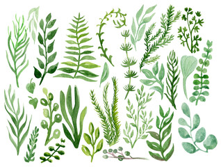 Greens, herbs, eucalyptus leaves watercolor illustration