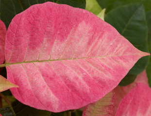 Pink poinsettia, Euphorbia pulcherrima or Easter flower, natural floral macro background
