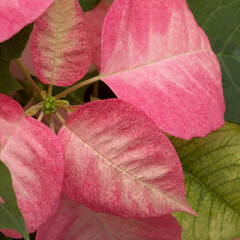 Pink poinsettia, Euphorbia pulcherrima or Easter flower, natural floral macro background
