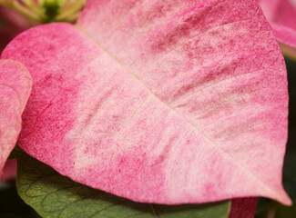 Pink poinsettia, Euphorbia pulcherrima or Easter flower