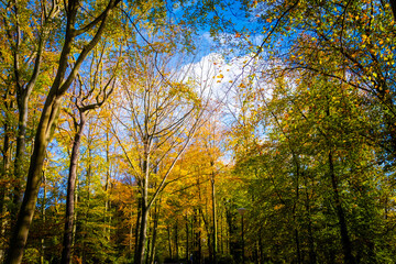 Fototapeta premium autumn in the forest