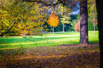 Obraz premium autumn in the park
