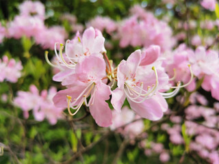 Obraz premium Flowers of pale pink rhododendron Vaseyi (Latin: rhododendron vaseyi (A. Gray) in the botanical garden of St. Petersburg.