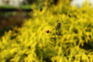 蜘蛛の巣