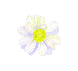 Chamomile herbal illustration. Absolutely vector. 