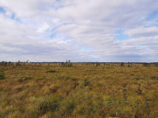 Tall, dry, yellow grass and small pines growing in a swamp, against the background of a forest and a beautiful sky with clouds..