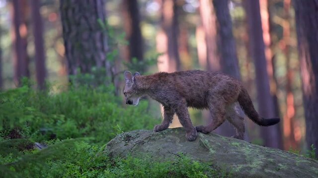 The young cougar (Puma concolor) walking majestically in a North American forest in the morning at sunrise. Slow motion.