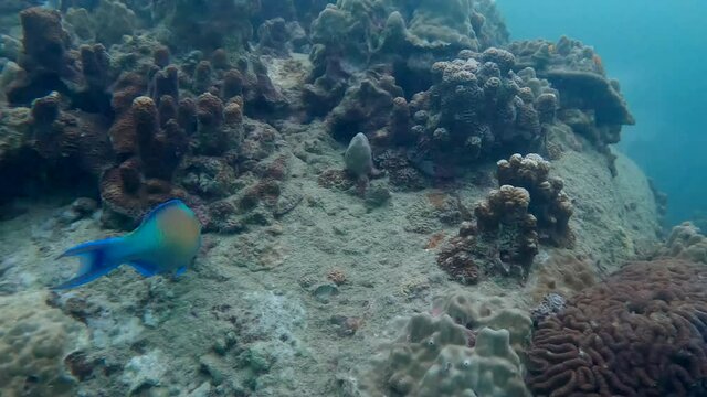 Under water film of Parrot fish swimming amongst coral reef - The Gulf of Thailand in 4K RES