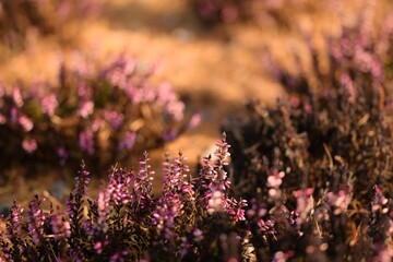 Heather garden with pink calluna vulgaris flowers, beautiful autumn garden, bokeh space for text, selective focus.
