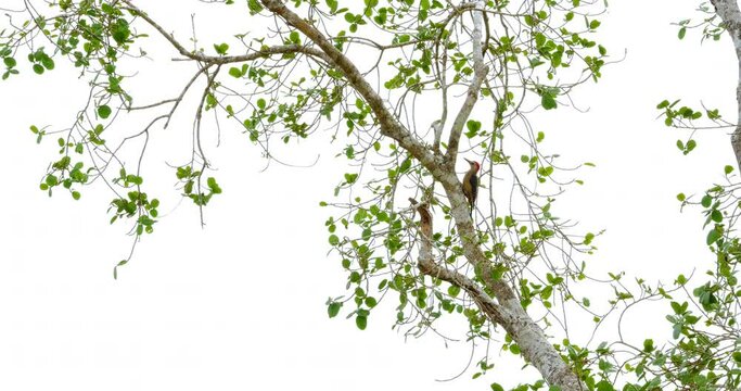 P&aacute;jaro Carpintero Cheje (Melanerpes aurifrons) en &aacute;rbol de la selva de Calakmul, Campeche, M&eacute;xico
