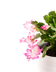 Christmas cactus (Schlumbergera) in pot isolated on white background. Copy space. Close up.