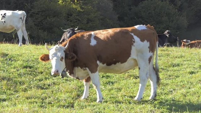 grazing cow eats grass in the mountain meadow