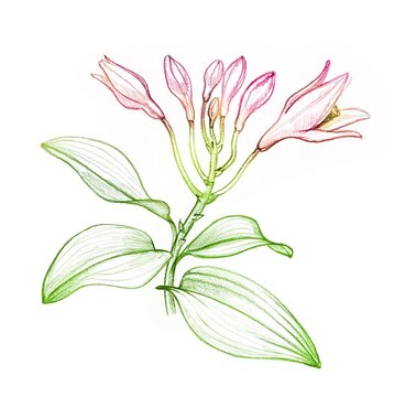 Orchid colour pencil sketch. Tropical plant with pink flowers, buds and leaves. Botanical hand drawn illustration isolated on white background. 