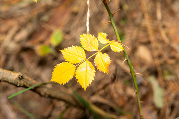 autumn leaves background
