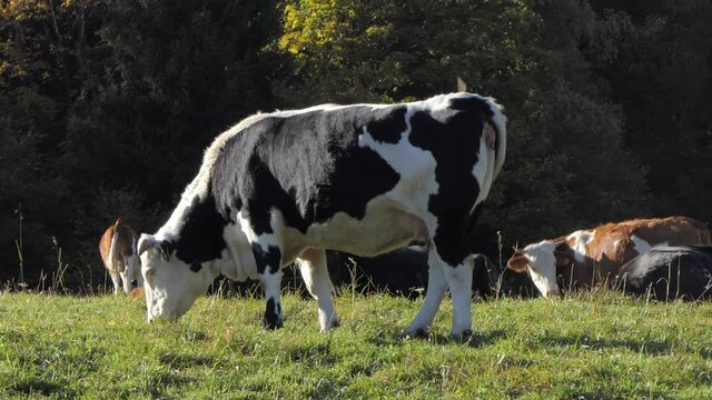 cow grazes on high mountain meadows and eats green grass