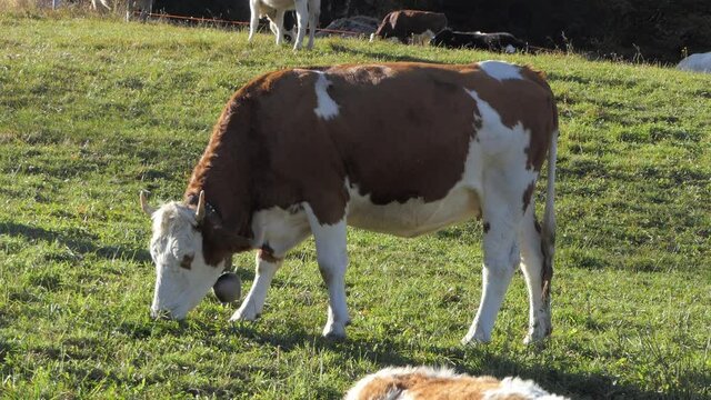 grazing cow in the mountains is eating grass in the meadow
