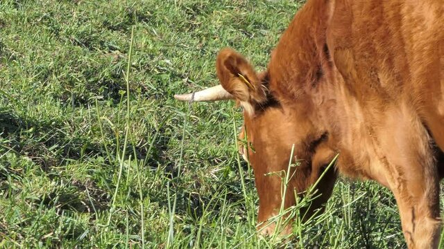 close up shot of a cow that is eating grass in the meadow