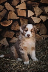 Aussie red merle little and cute sits on hay. Thoroughbred young dog outside in dry grass. Portrait of charming Australian Shepherd puppy against background of chopped logs in village.