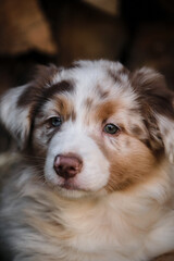 Portrait of charming Australian Shepherd puppy against background of chopped logs in village. Aussie red merle little and cute. Thoroughbred young dog.