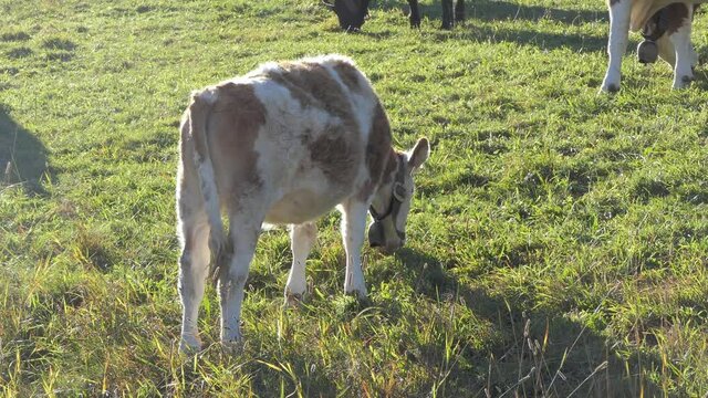 calf grazes on the meadows in the sunset light