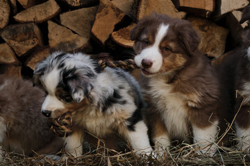 Litter of Australian Shepherd puppies. To raise dogs in village in fresh air. Hay and logs in background. Two aussie puppies blue merle and red tricolor are best friends and littermates.