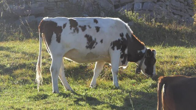 young cow feeds on grass on the mountain meadow