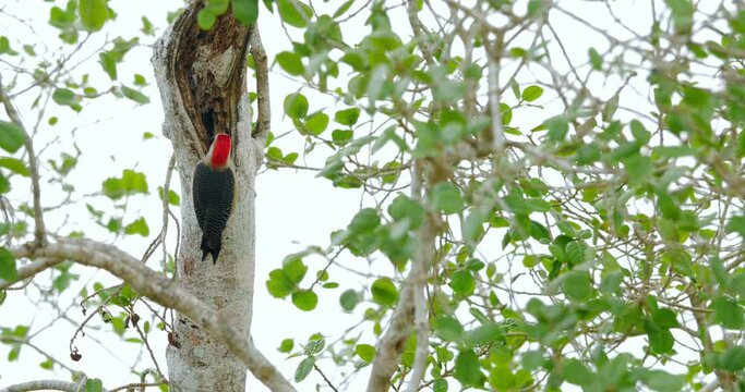 P&aacute;jaro Carpintero Cheje (Melanerpes aurifrons) en &aacute;rbol de la selva de Calakmul, Campeche, M&eacute;xico